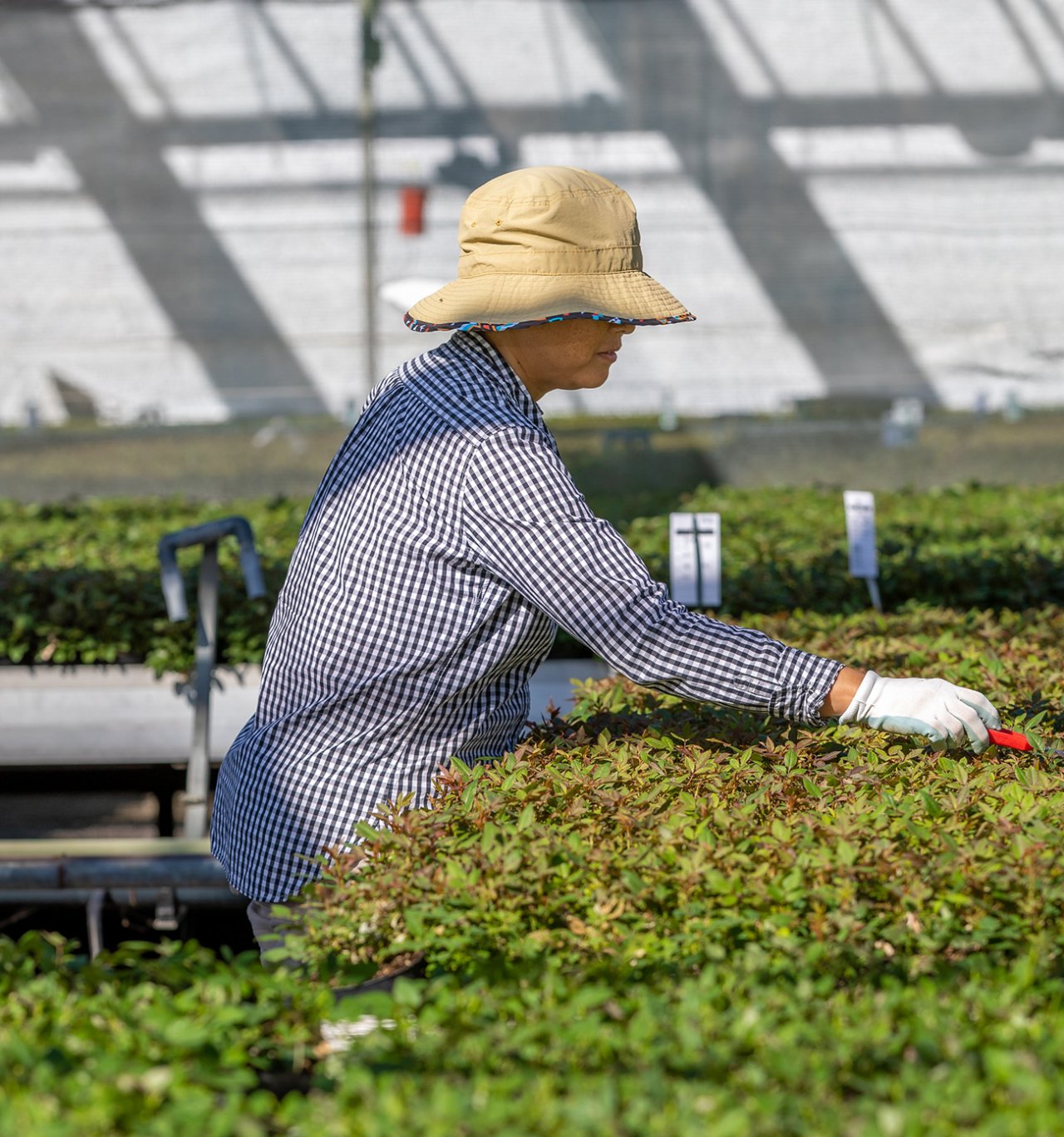 A lady worker trimming the plants.