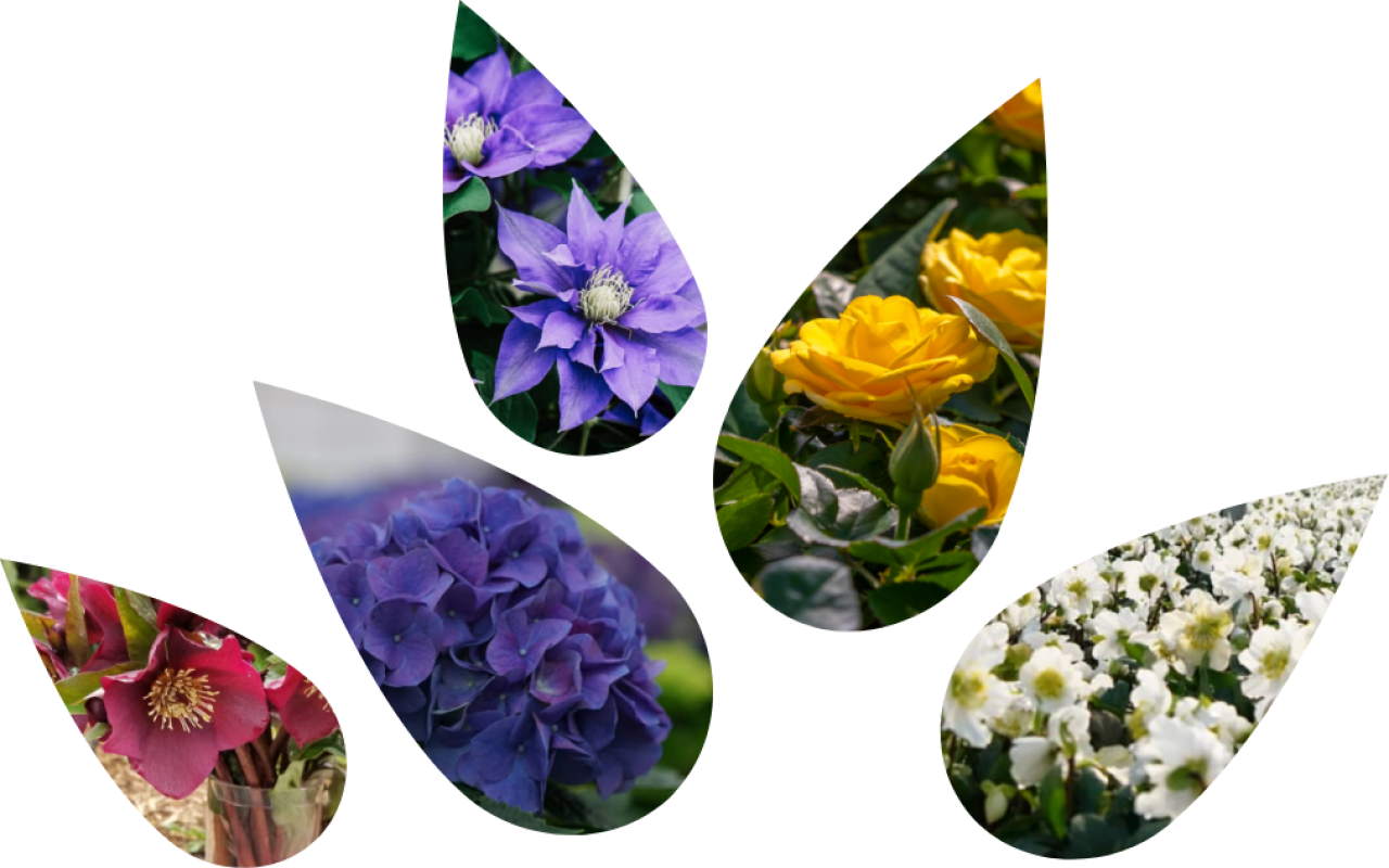 Aldershot Greenhouses flowers.